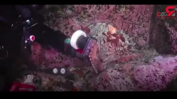 عجیب ترین رفتار اختاپوس با دوربین غواص! / انگار بچه اش بود؟ + فیلم