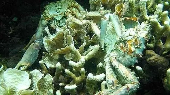 بزرگترین منطقه مرده کشف شد/هیچ گیاه و آبزی در این دریا زندگی نمی کند