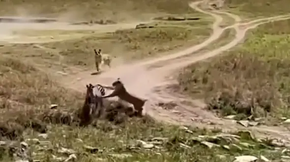 فیلم تعقیب و گریز گورخر و شیرها