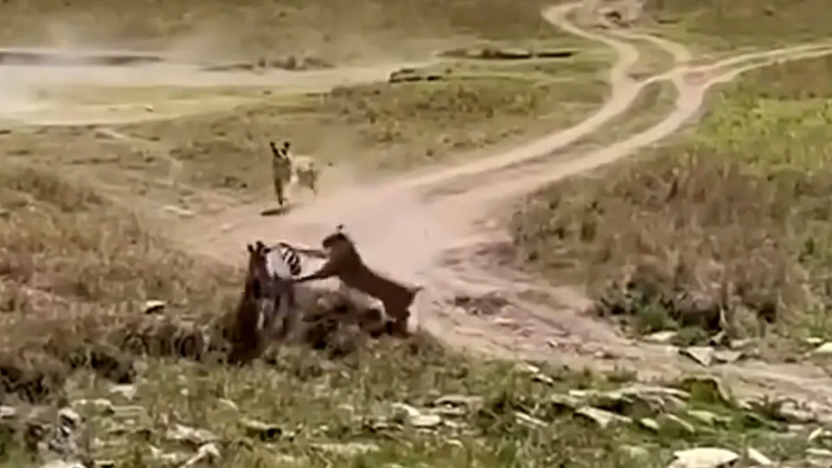 فیلم تعقیب و گریز گورخر و شیرها