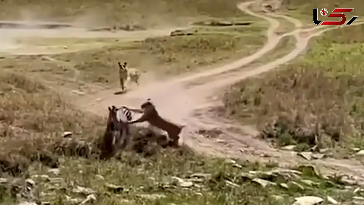 فیلم تعقیب و گریز گورخر و شیرها