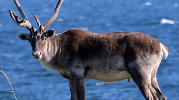 از گوزن آرام در سپیدی برف تا ابهت پلنگ