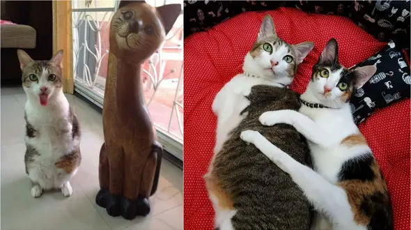 ببینید / گربه هایی که نقص یک دیگر را جبران کرده اند! +فیلم