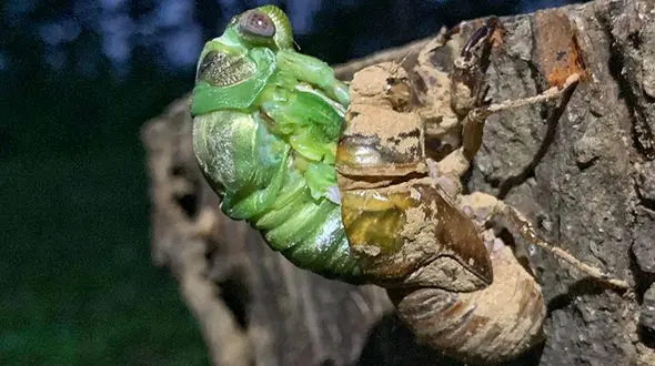 لحظه به لحظه شکار شدن یک جیرجیرک بدشانس توسط مار خوش شانس+ تصاویر