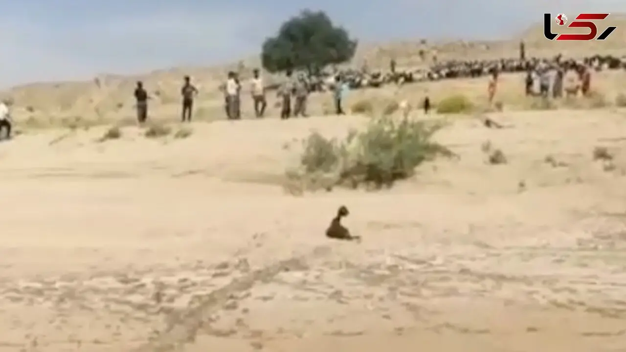 زلزله بوشهر گله گوسفند را زیر کوه زنده به گور کرد+ فیلم