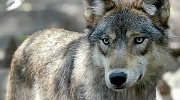 یک گرگ در شهر جدید سهند