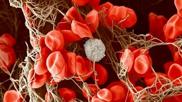 خطر مرگبار در بازوی کرونایی ها 