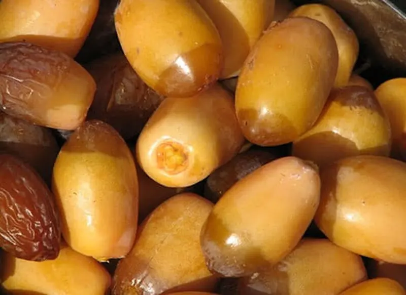 خرمای آل مهتری