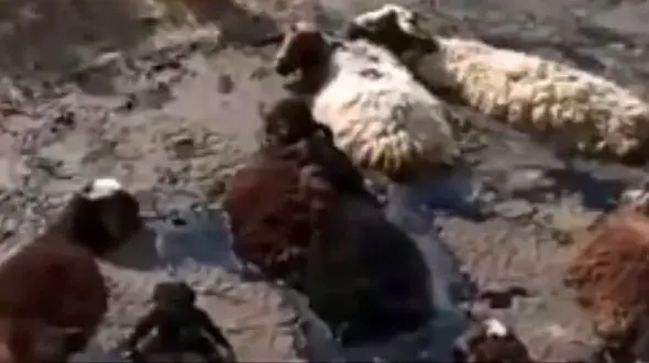 فیلم ناله های دردناک گوسفندان در قیر داغ / در کرج چه خبر است ؟