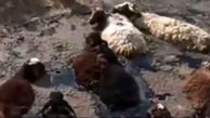 فیلم ناله های دردناک گوسفندان در قیر داغ / در کرج چه خبر است ؟