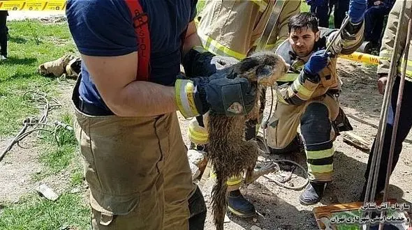 دردسری که برای یک روباه در خیابان شریعتی رقم خورد + عکس 