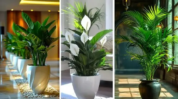 راهنمای انتخاب گیاهان آپارتمانی؛ زندگی سالم برای خانه و محل کار شما