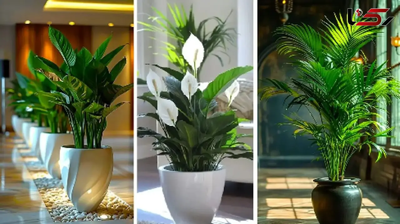 راهنمای انتخاب گیاهان آپارتمانی؛ زندگی سالم برای خانه و محل کار شما