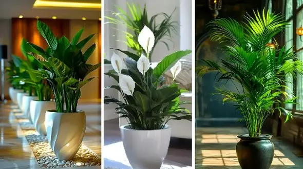 راهنمای انتخاب گیاهان آپارتمانی؛ زندگی سالم برای خانه و محل کار شما