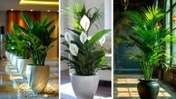راهنمای انتخاب گیاهان آپارتمانی؛ زندگی سالم برای خانه و محل کار شما