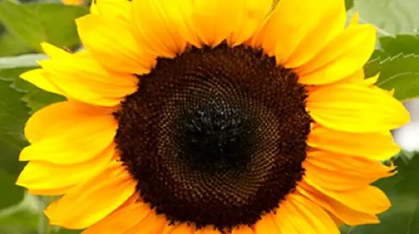 ثبت رکورد جهانی بلندترین گل آفتابگردان دنیا + فیلم