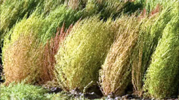 راز مبهم قتل پیرمرد میان بوته‌ها!