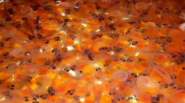 افزایش تولید تخم ماهی قزل‌آلا در لرستان به ۲۰۰ میلیون قطعه