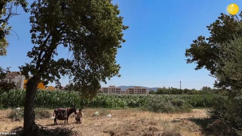 کوتارو گردشگر ژاپنی 