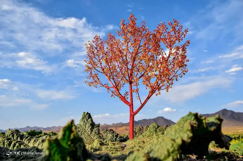 دشت زیبای ریواس 7
