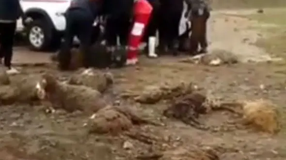 فیلم تلخ از تلف شدن دام ها در سیل مشگین‌ شهر 