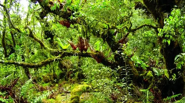 روز جهانی تنوع زیستی؛ اهمیت حفاظت از طبیعت برای نسل‌ های آینده