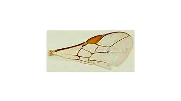 کشف خواص بال مگس+حدیثی از پیامبر(ص)