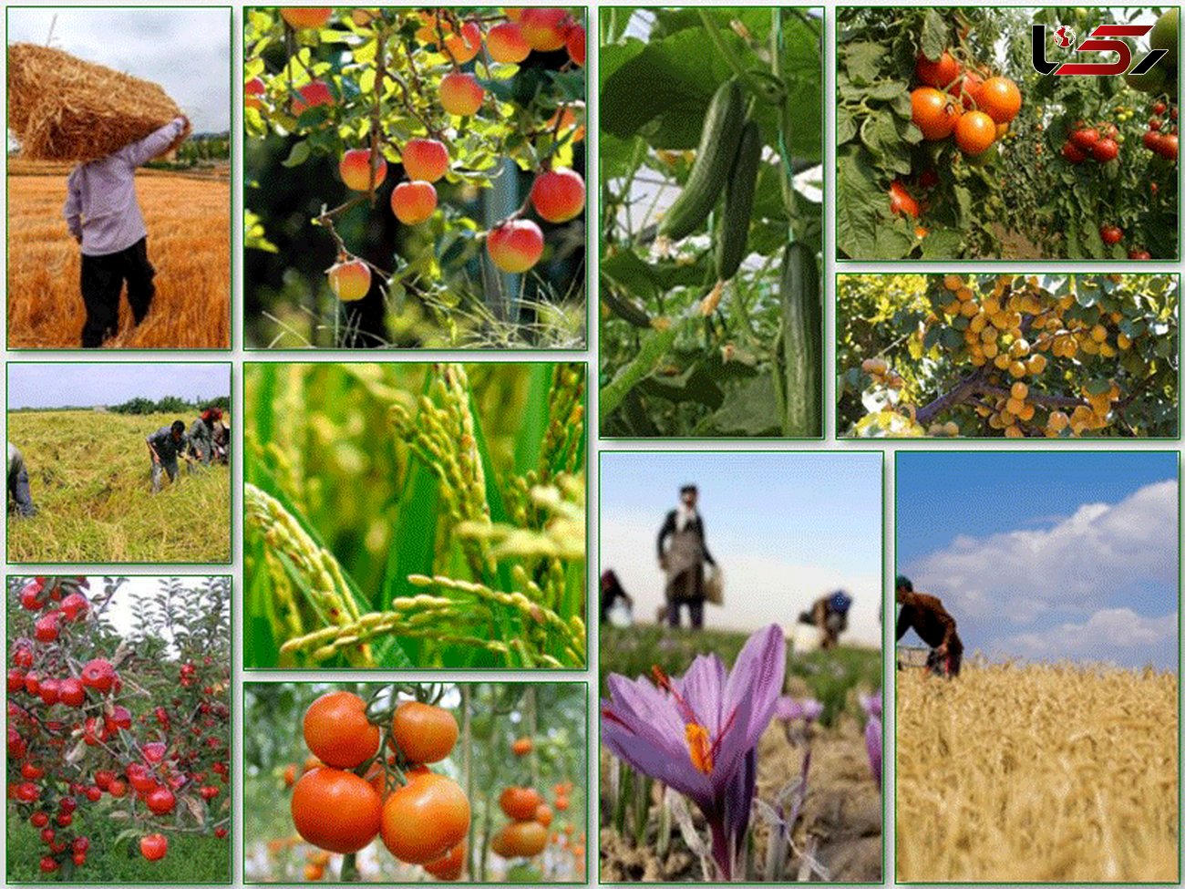 رشد اقتصاد و توسعه اشتغال استان در گرو همراهی و هم افزایی بخش کشاورزی است
