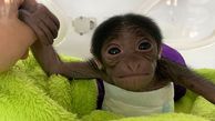 این بچه میمون با سزارین متولد شد + عکس
