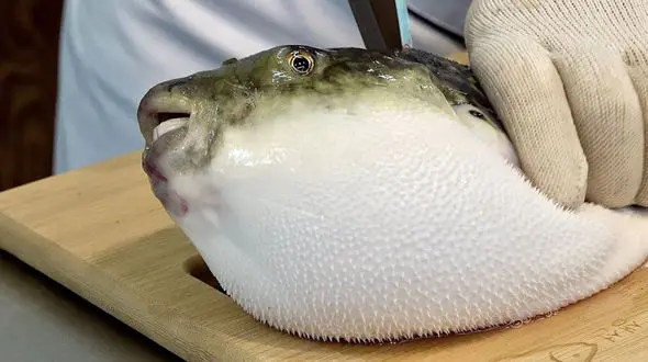 غذای خیابانی خاص؛ هنر آشپزی ژاپنی با ماهی بادکنکی سمی در سئول + فیلم