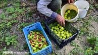 ۳۰۰ تن انجیر در شهرستان بدره برداشت می شود