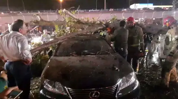 فیلم سقوط درخت روی دو خودروی لکسوس و پراید در تهران/  سرنشینان داخل خودرو بودند