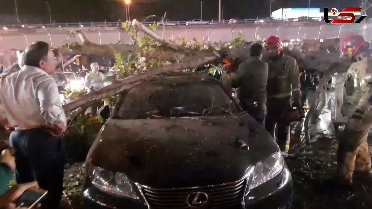 فیلم سقوط درخت روی دو خودروی لکسوس و پراید در تهران/  سرنشینان داخل خودرو بودند
