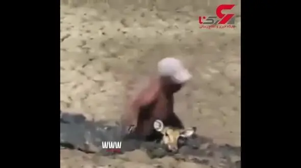 لحظه تلاش یک مرد برای نجات آهوی گرفتار + فیلم