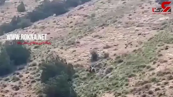 صحنه ای زیبا از یک خرس قهوه‌ای در شاهرود + فیلم 