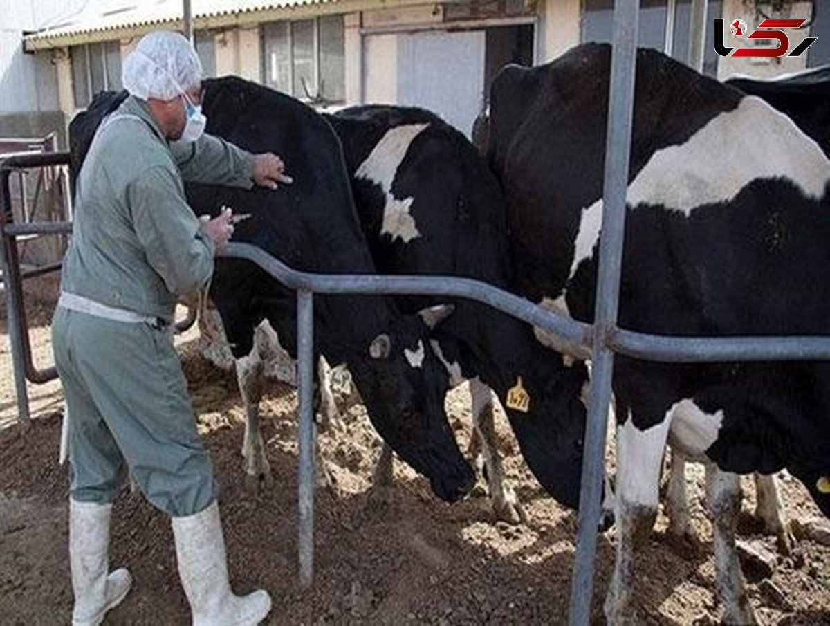 ۲۲ هزار دام سنگین در هرمزگان علیه بیماری تب برفکی واکسینه می‌شوند