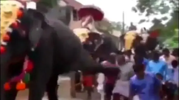 شوت شدن یک مرد با جفتک فیل + فیلم