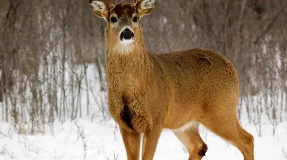 از پنجه گرگ وسیله ای ایده آل تا گوزن شمالی زیبا