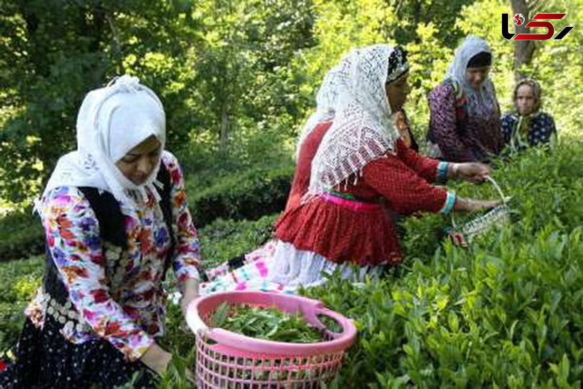 هنوز ۱۳ درصد از مطالبات چایکاران باقی مانده است