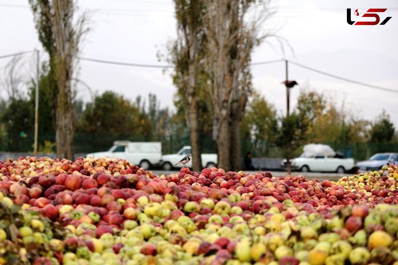 انباشت سیب در کنار جاده‌های آذربایجان غربی ممنوع شد