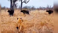 فیلم ناباورانه از حمله گاومیش ها به شیرهای وحشی 