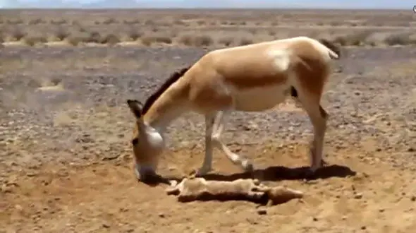 عکس هایی از گورخر سوگوار در پارک ملی کویر