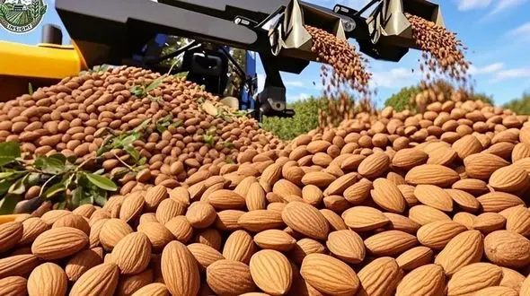 صدها تن بادام کالیفرنیایی؛ فرآیند کاشت و برداشت به روایت تصویر + فیلم