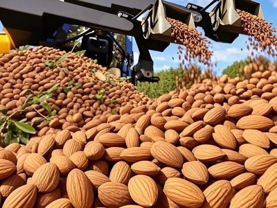 صدها تن بادام کالیفرنیایی؛ فرآیند کاشت و برداشت به روایت تصویر + فیلم