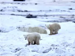 فیلم خرس قطبی توله ای غریبه را به فرزندی پذیرفت