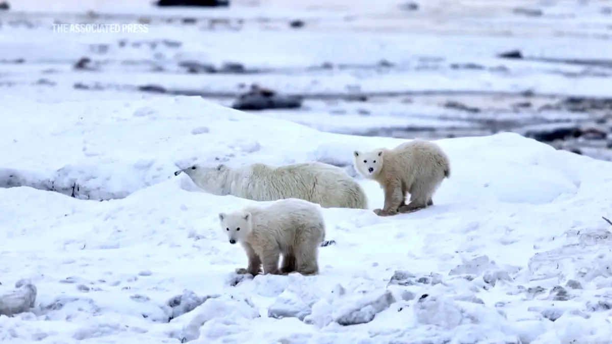 فیلم خرس قطبی توله ای غریبه را به فرزندی پذیرفت