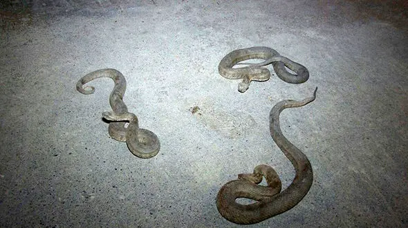 وحشت از 3 مار افعی در خانه یک نوشهری+ عکس