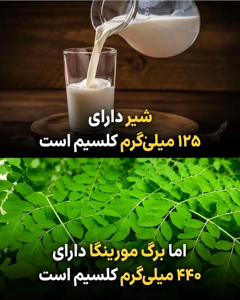 شیر و برگ مورینا
