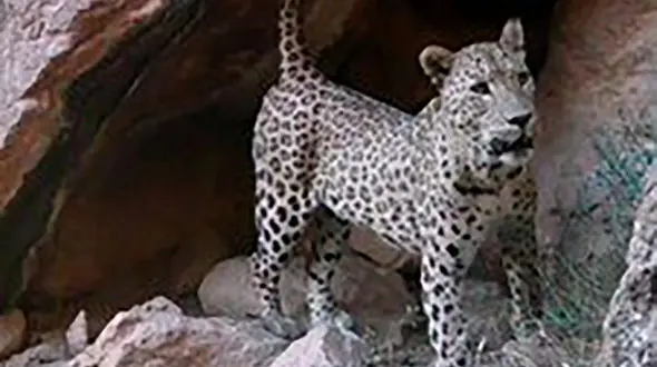 دومین مشاهده گونه نادر پلنگ ایرانی در لرستان + عکس