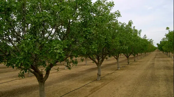 طوفان بیش از یکصد میلیارد ریال به باغ های پسته گناباد خسارت زد